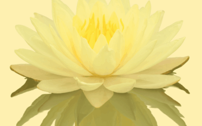 Taller: Reto 7 días de meditación